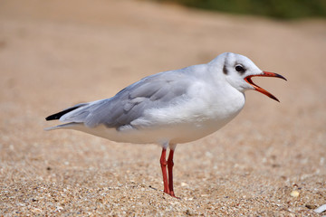 Fototapeta premium Seagull on the shore close - up on the background of natural sea