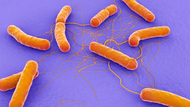 Bacillus cereus 3d illustration