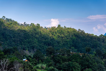 Hut in the rainforest