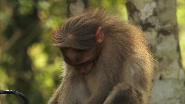 A close-up, handheld shot of a Rhesus Macaques Monkey in India eating its food messily with a forest of trees and green plants in the background.