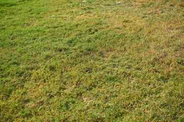 Green grass texture