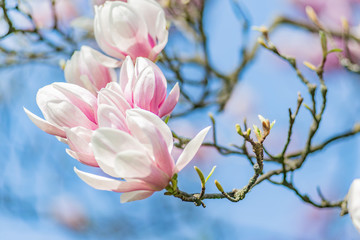 magnolia tree in blossom