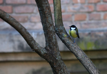 cute swallow sitting on tree