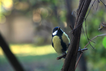 Obraz premium cute swallow sitting on tree