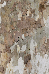 the texture of the bark of the sycamore tree