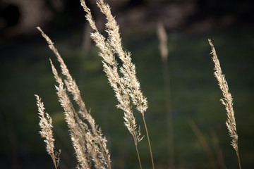 Fototapeta premium Ruhe