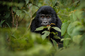 Wild mountain gorilla in the nature habitat. Very rare and endangered animal close up. African wildlife.Big and charismatic creature. Mountain gorillas. Gorilla beringei beringei.
