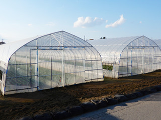 ビニールハウス 農業 農家