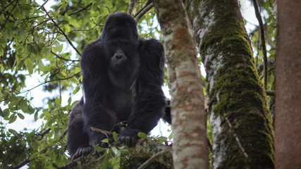 Wild mountain gorilla in the nature habitat. Very rare and endangered animal close up. African wildlife.Big and charismatic creature. Mountain gorillas. Gorilla beringei beringei.