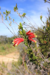 Erica Discolor (Unicolor), Western Cape, South Africa