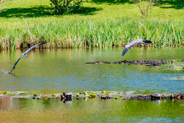 Grey heron flying over the Lake