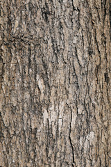 the texture of the bark of a coniferous tree