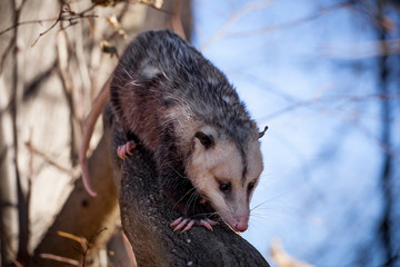 The Virginia opossum, Didelphis virginiana, in autumn park