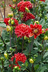 Dahlia Mr. Optimist