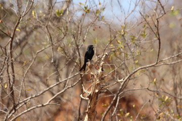 A forktailed drongo