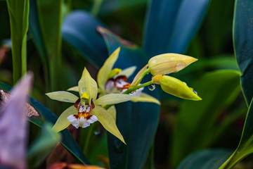 Beautiful wild orchid in tropical forest.