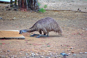 Ostrich Eating in The Zoo