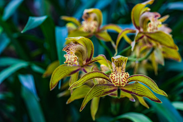 Cymbidium tracyanum, Beautiful wild orchid in tropical forest.