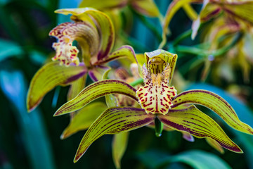Cymbidium tracyanum, Beautiful wild orchid in tropical forest.