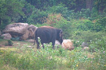 Elephant in The Zoo