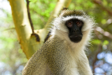 Cute vervet monkey portrait in tarangire national park, Tanzania