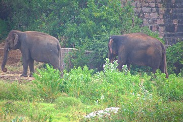 Elephant in The Zoo