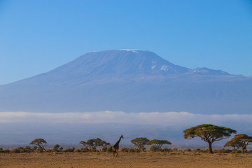 Giraffe in the Shadow of Mount Kilimanjaro, Amboseli, Kenya © Karann