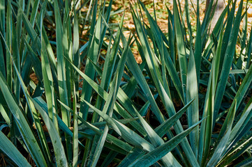 Evergreen leaves of Yucca filamentous (lat. Yucca filamentos) in the natural rays of the sun....