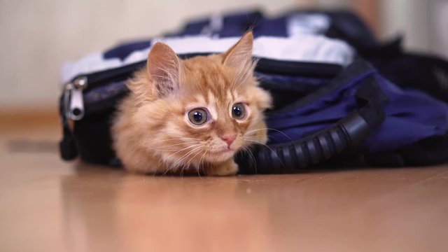 Ginger kitten climbed into a backpack for a hike with photographic equipment and plays looks sitting.4k,30fps