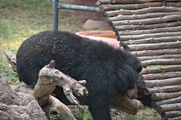 Bear Enjoying in The Zoo