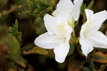 Azalea flowers blooming in early winter - Winter in Japan