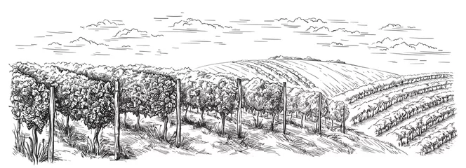 Weinplantagenhügel, Bäume, Wolken auf der Horizontvektorillustration © vectorgoods