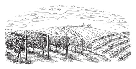 vine plantation hills, trees, clouds on the horizon vector illustration