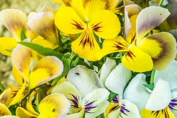 Macro closeup of light yellow double blue pansy flower showing detail and texture