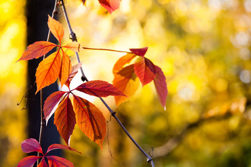 Autumn time colorful scene. Climbing plant Virginia creeper wild grape tree branch with red leaves on blurred background