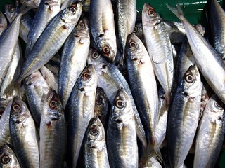 Obraz premium Fresh round scad in containers at a wet market