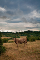 Vache Galloway, ciel orageux, plateau de Lacamp, Aude, France