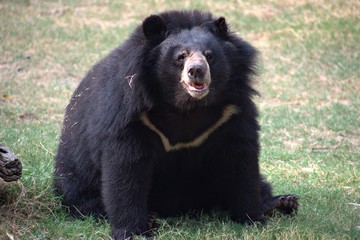Fototapeta na wymiar Bear Enjoying in The Zoo