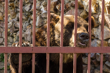 Bear in a zoo, in a cage. Muzzle of a bear.Brown bear.