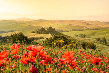 Poppy flower field in beautiful landscape scenery of Tuscany in Italy, Podere Belvedere in Val d Orcia Region - travel destination in Europe