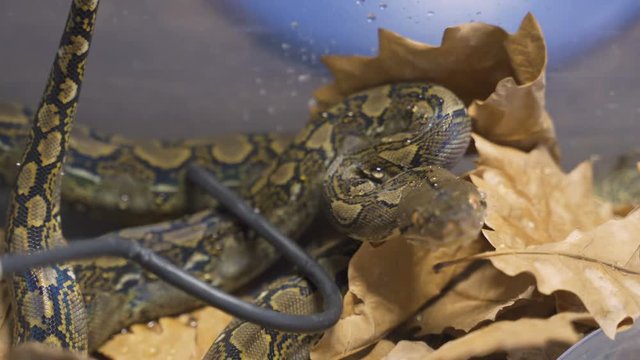 reticulated python in terrarium