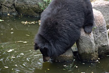 Bear Enjoying in The Zoo