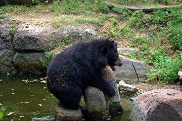 Bear Enjoying in The Zoo
