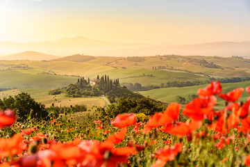 Poppy flower field in beautiful landscape scenery of Tuscany in Italy, Podere Belvedere in Val d Orcia Region - travel destination in Europe