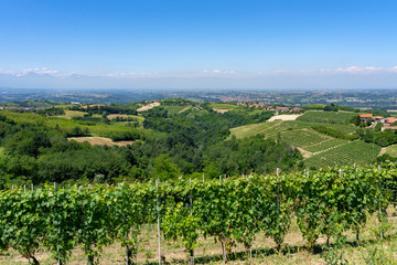 Fototapeta na wymiar Vineyards near Dogliani, Cuneo, in Langhe