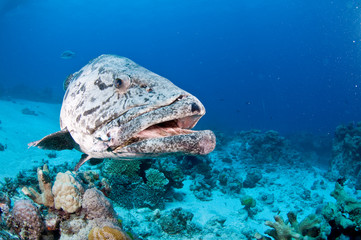 Grouper gets close