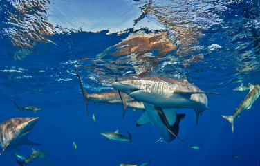 Fototapeta premium Sharks circle near surface