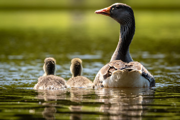 Greylag Goose With Her Goslings