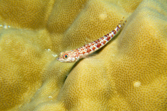 Lizardfish on yellow coral