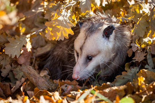The Virginia opossum, Didelphis virginiana, in autumn park